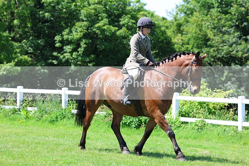 3E7A7142 - Class 30: Novice Working Hunter