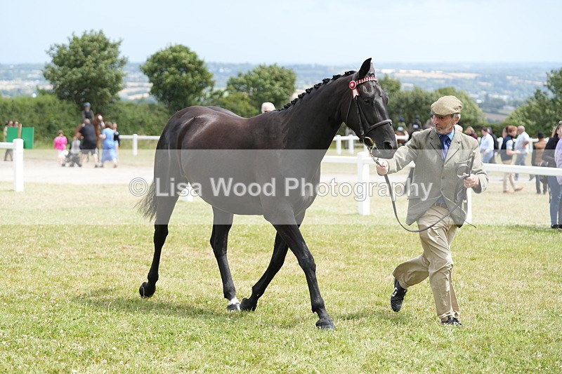 DSC06395 - Class 55: Hunter/Riding Horse/Hack 3 & 4 yr olds