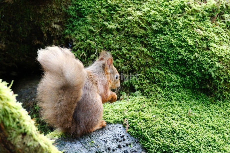 Red Squirrel 17 - Red Squirrel