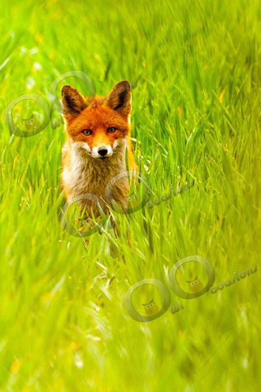 fox vulpes vulpes-4123 - UK Wildlife