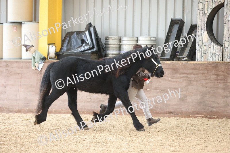 20251109-0868 - Class 25 - Yearling, Colt, Filly or Gelding