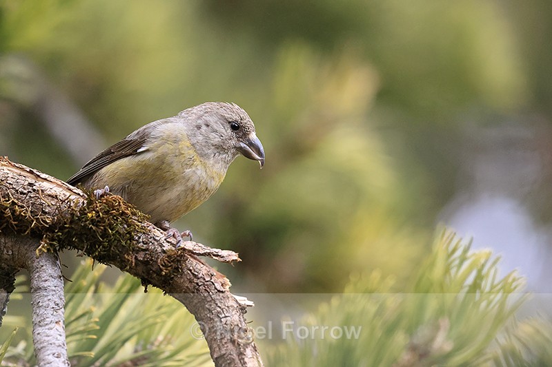 Red Crossbill (female) perched, Port del Comte, Spain - Red Crossbill