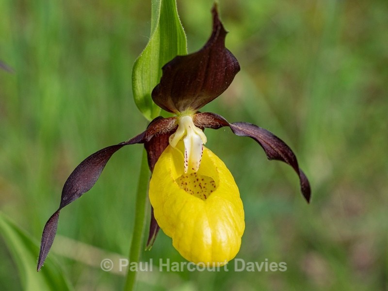 Lady's Slipper (Cypripedium calceolus)  - Wild Orchids