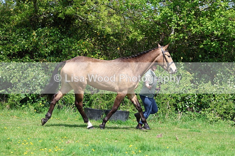 3E7A0463 - Class 20: Sports Horse