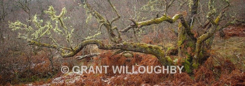 Glen Affric tree Pano 1 - Panorama