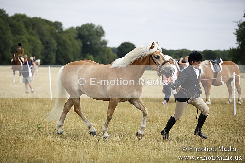 _C7A9432 - BVRC Sow 2018 Ring 2