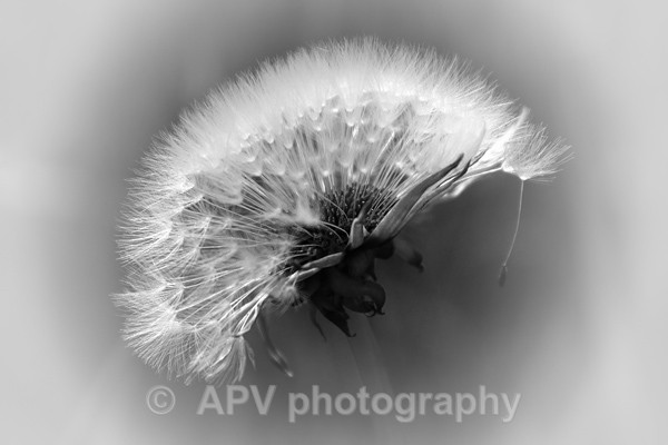 Make a Wish.. - Petals and Leaves