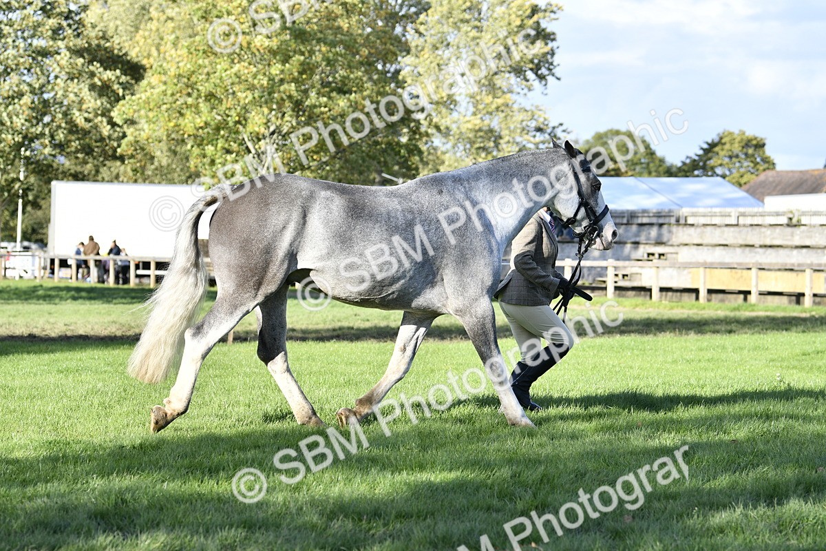 SBM_52241 - S35 - Working Hunter & Working Show Horse