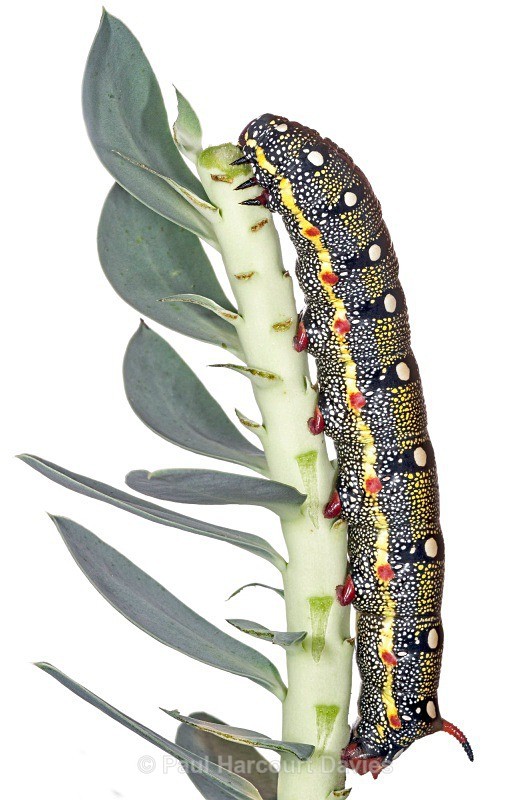  - Small Creatures - WB