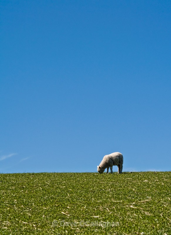 100% Wool