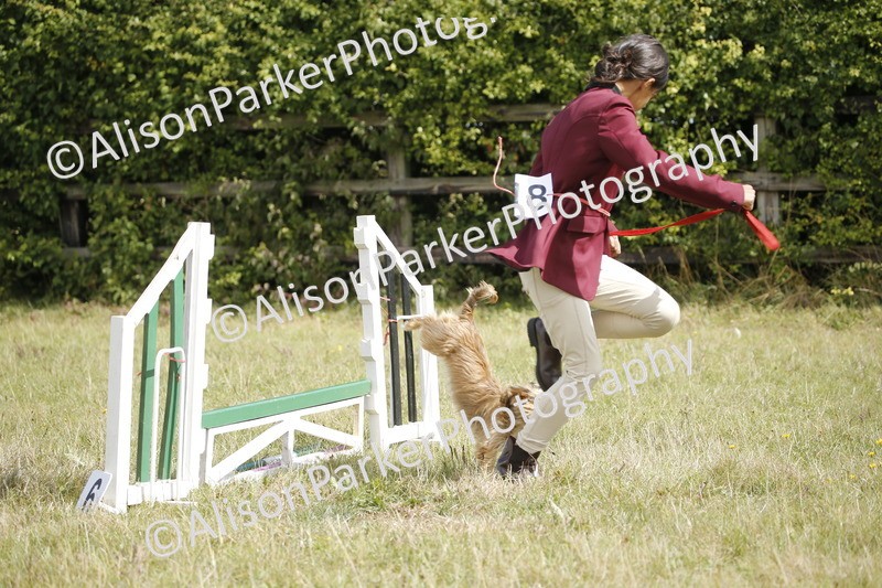 20250831-3831 - Dog Show