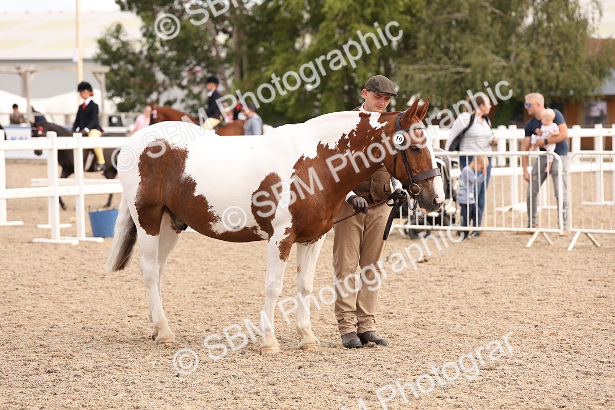 SBM_15378 - Class 210- IH Show Horse