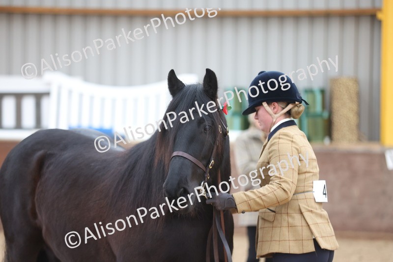 20251109-1084 - Class 29 - Geldings 4 Years and over