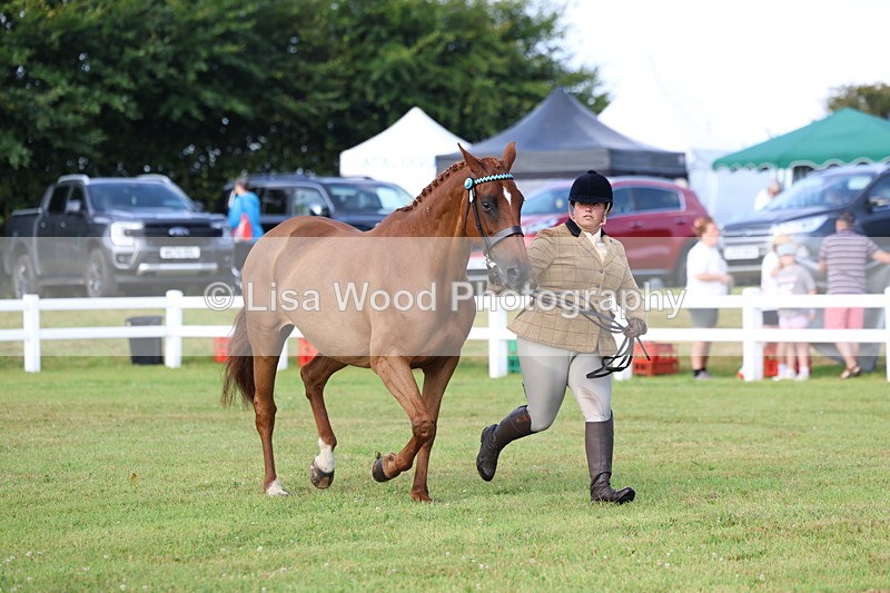 3E7A8357 - Class 2: Rising Star Large Hack/Riding Horse