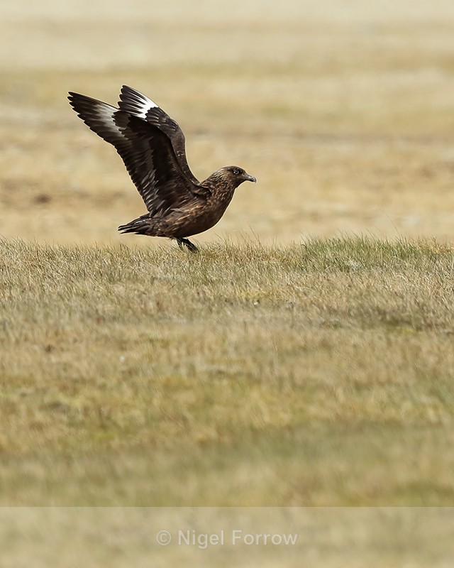 Great Skua with wings outstretched, Jokulsarlon, Iceland - Great Skua