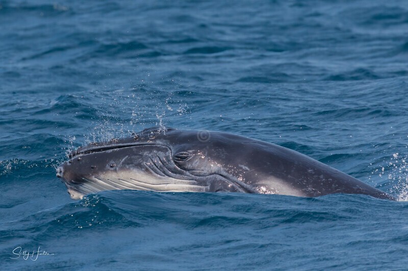 Humpback Calf head-lunge 12. 0A3A9877 - 2025 Whales