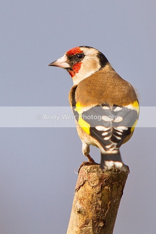 20120218-_MG_9043 - Goldfinch