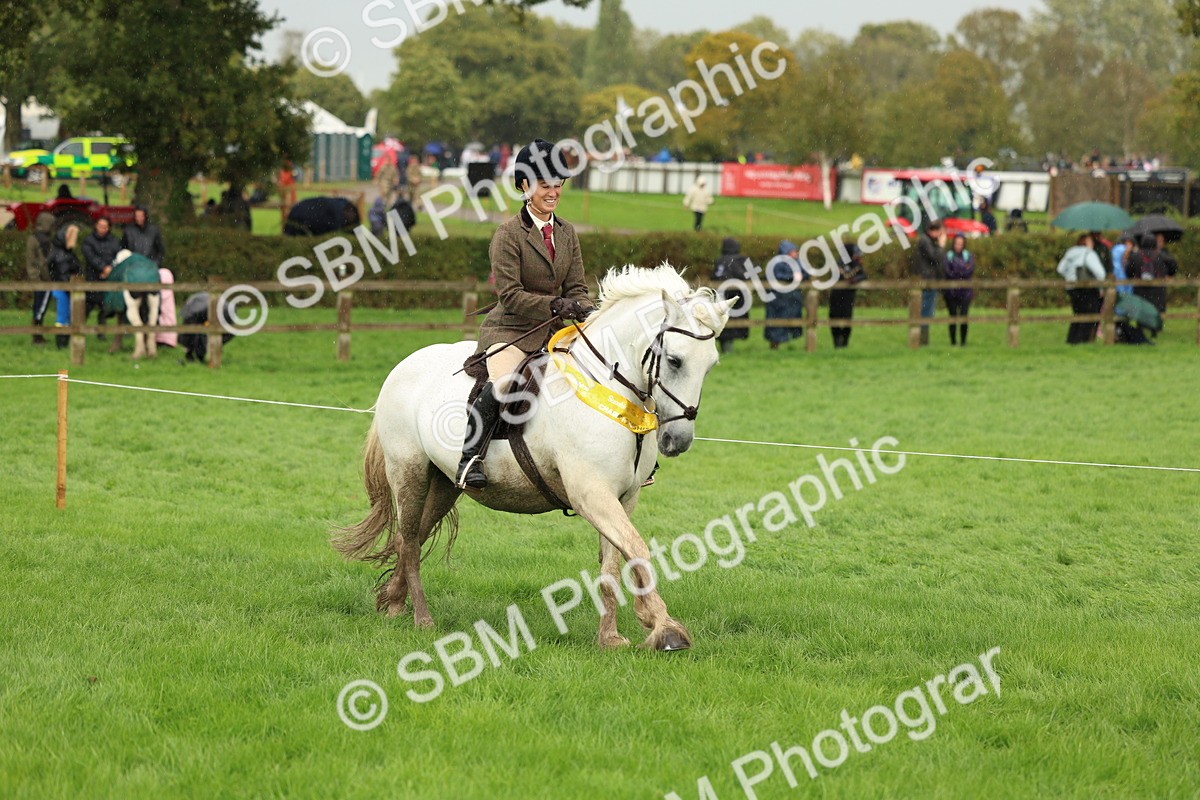 1I0A1531 - S32 - Mountain & Moorland Working Hunter Pony