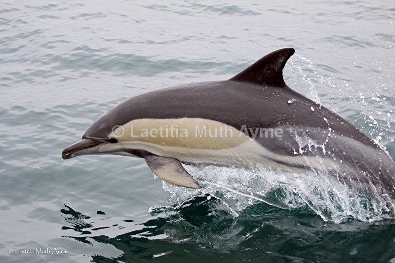 IMG_4265 Agadir, Morocco - Marine wildlife