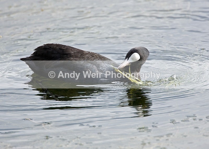 20080810-012 - Rails & Coots