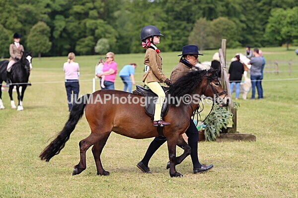 IMG_2274 - Working Hunter