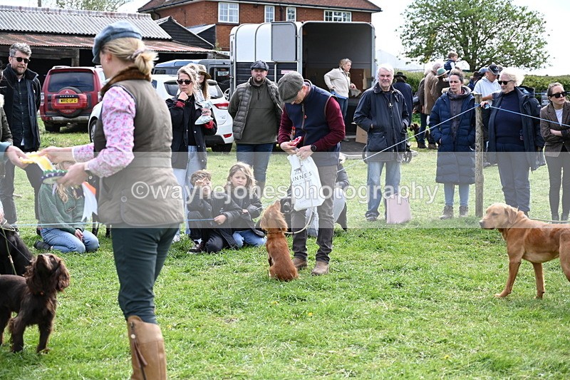 WJ6_9090 - Class 8 Best Working / Gun Dog or Bitch