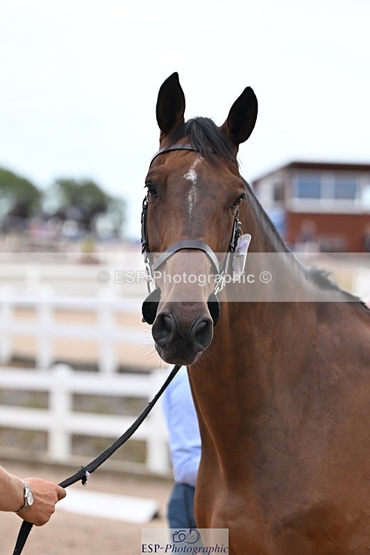 250716-141023-00946 - Trot Up 1.30 to 2.30