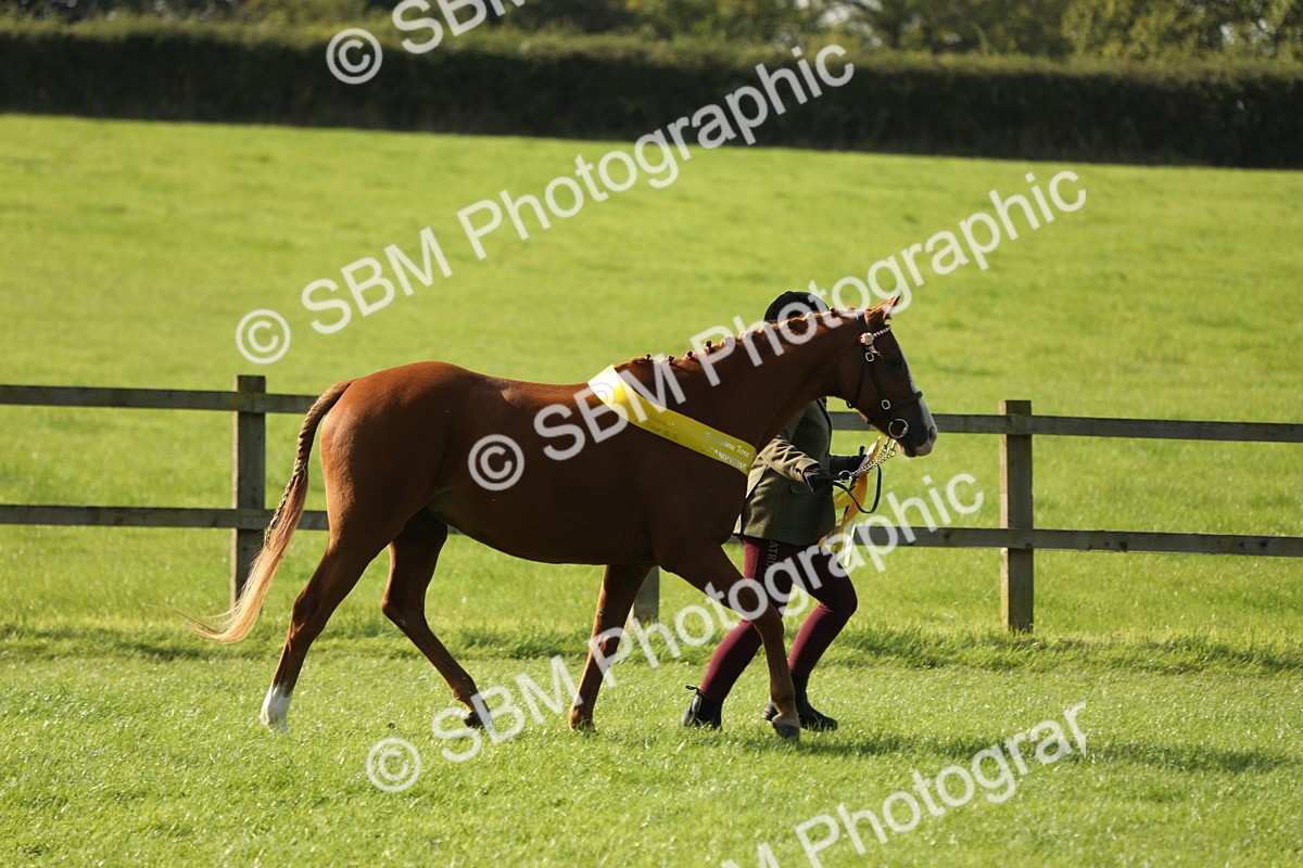 SBM_61069 - S44 - Part Bred Pony In hand