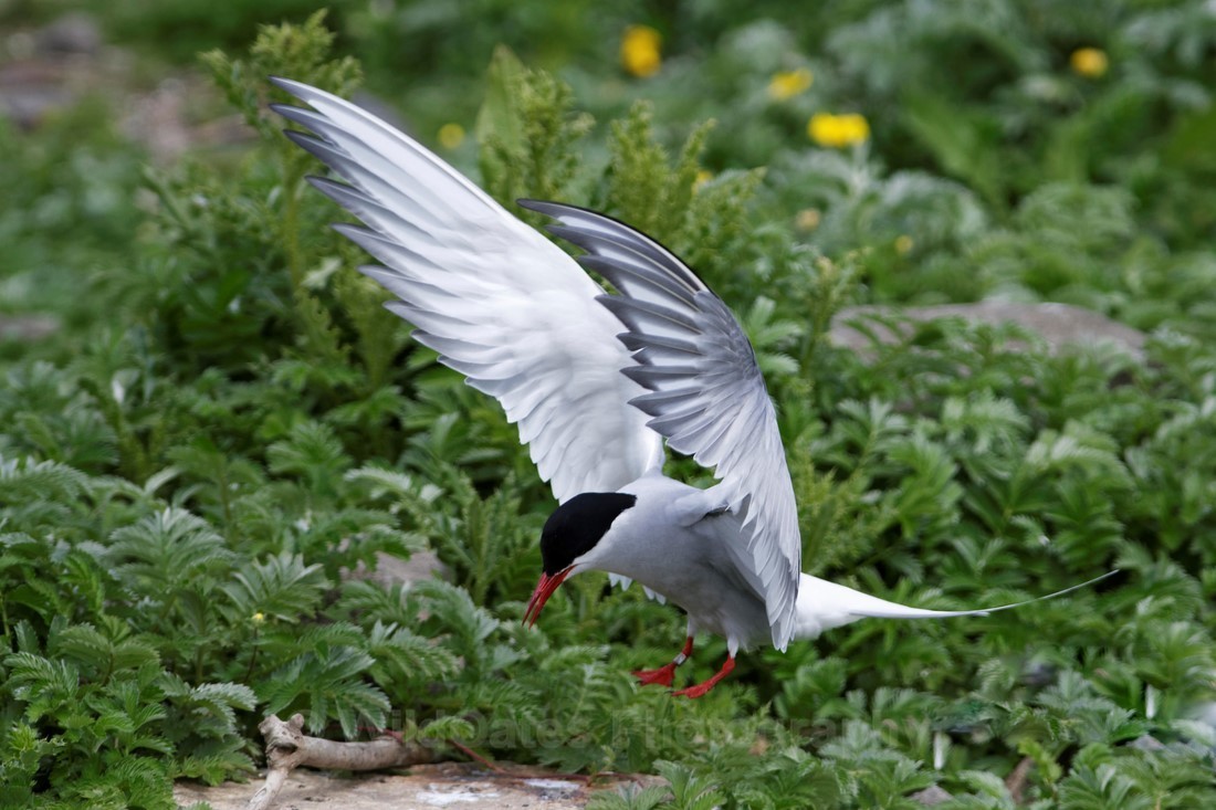Fife_Common tern 0013 - Isle of May and Fife