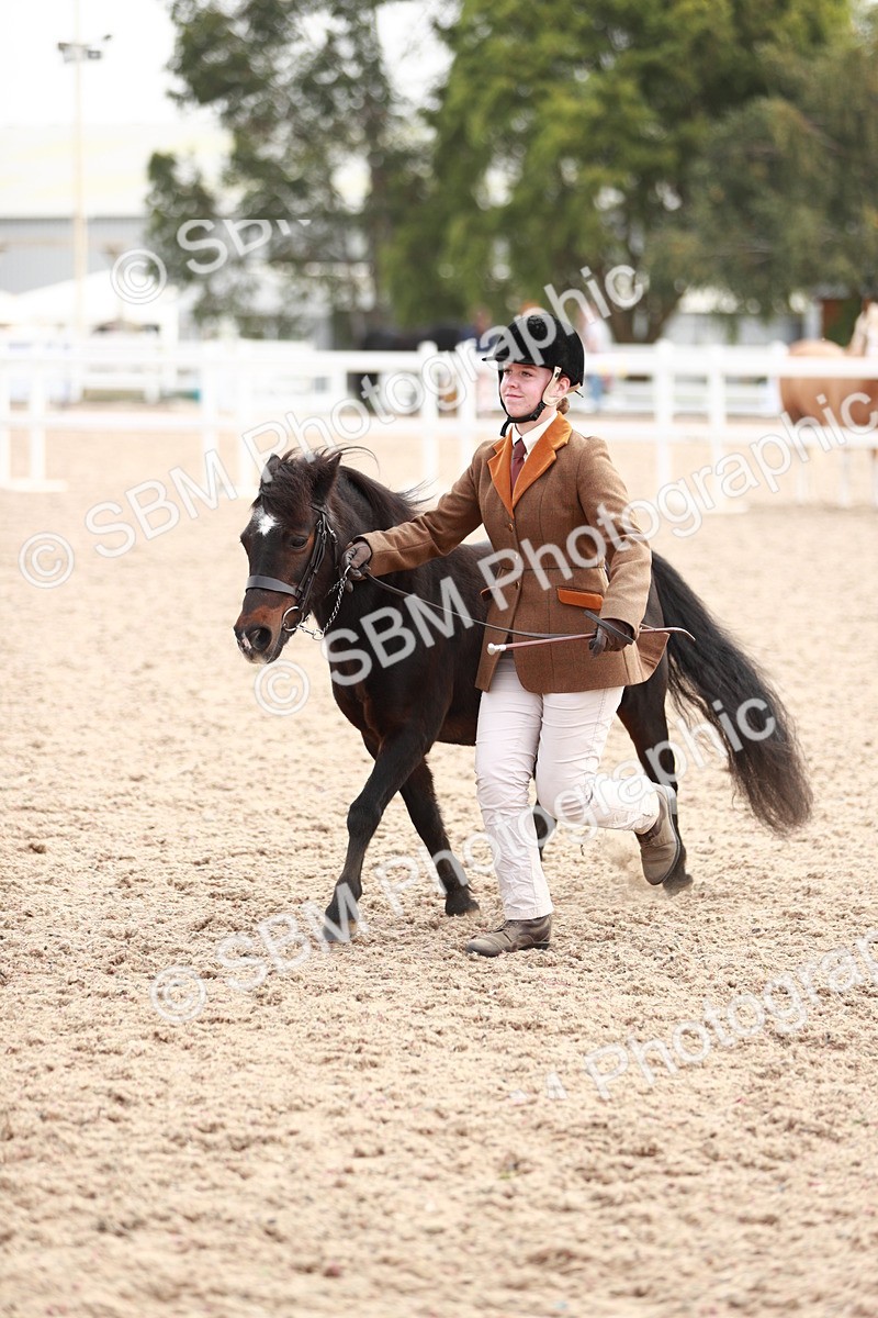SBM_11877 - Class 206 IH Non Show Type Pony