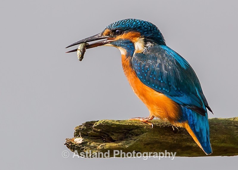 Astland Photography, Bird and Wildlife Images, Susan and Peter Wilson, U.K.