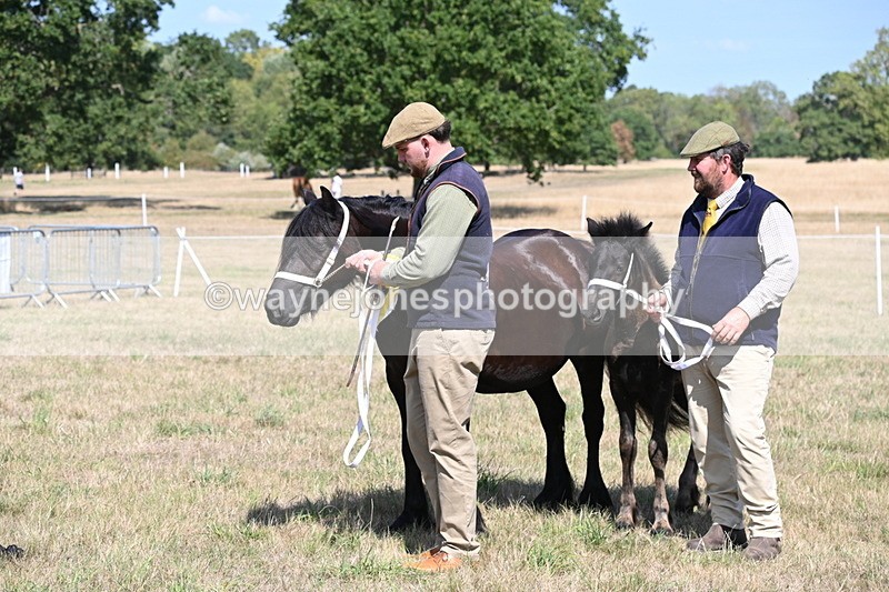 WJ6_5084 - Class 17 Mountain & Moorland
