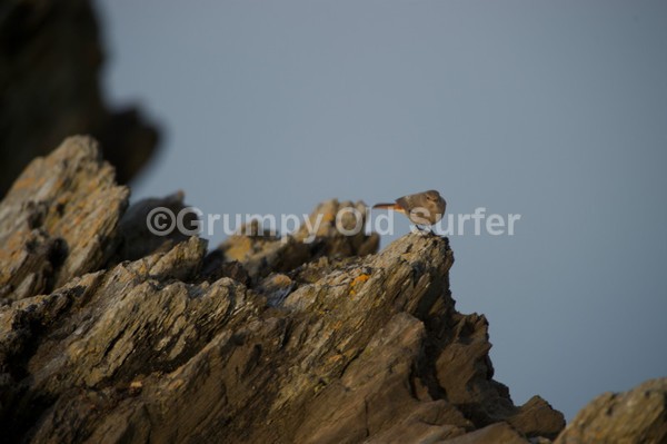 DSC_0775 - North Fistral 25th October 2015
