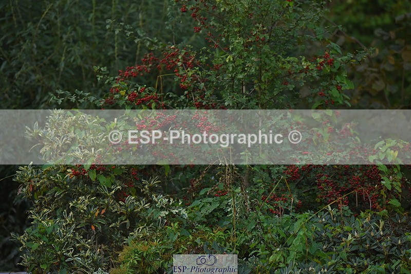 230921A-170352-03617 - Presentations