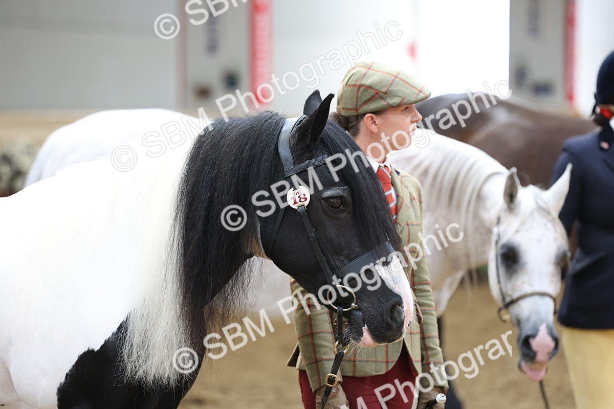 SBM_23365 - Class 903 - Supreme Final - IH Pre Vet