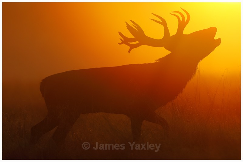 Red Deer Stag at Sunrise - Latest Work