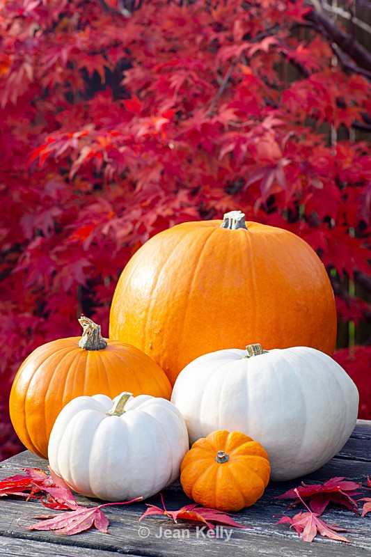 Pumpkins on the garden table - DSC_1581 - Pumpkins