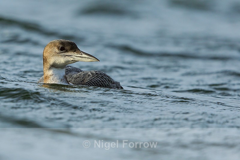 Great Northern Diver at Farmoor Reservoir - Great Northern Diver