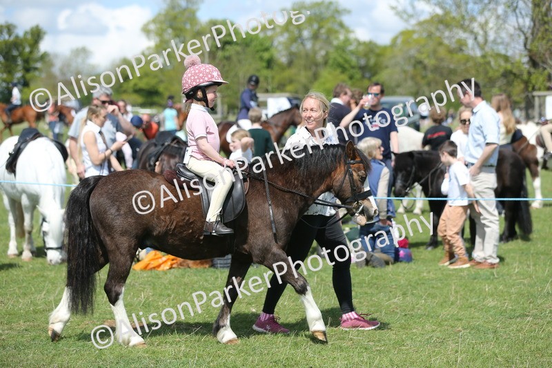 20250427-3417 - Class 8 - Handsomest Gelding