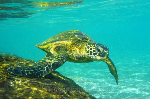  - Reptiles and Amphibians