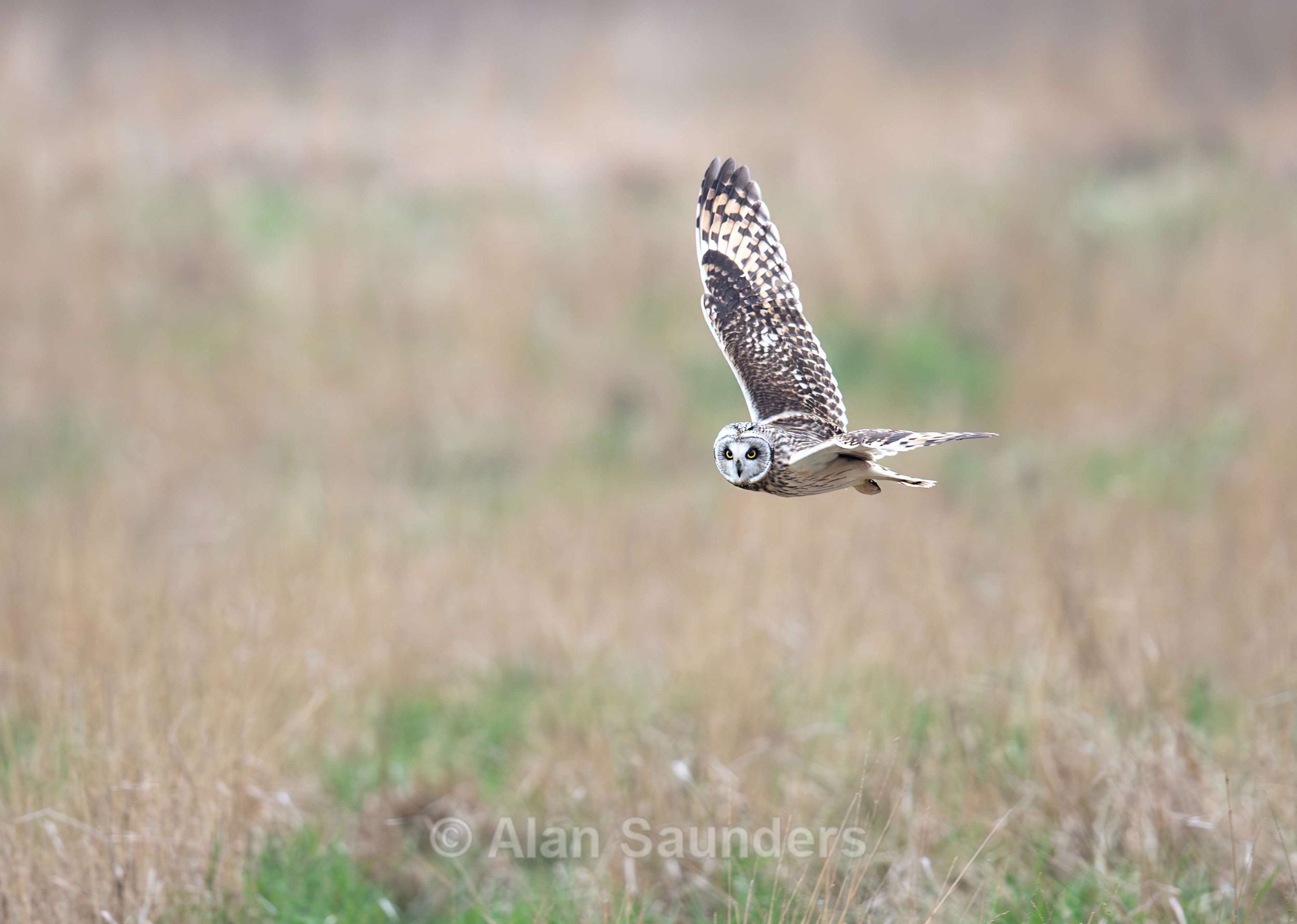 Short Eared Owl