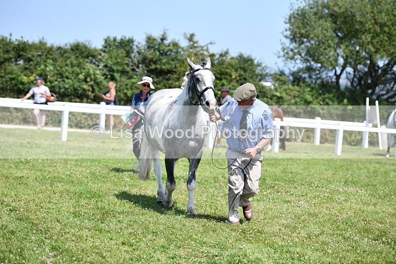 DSC_7547 - Class 63: Coloured Horse Youngstock
