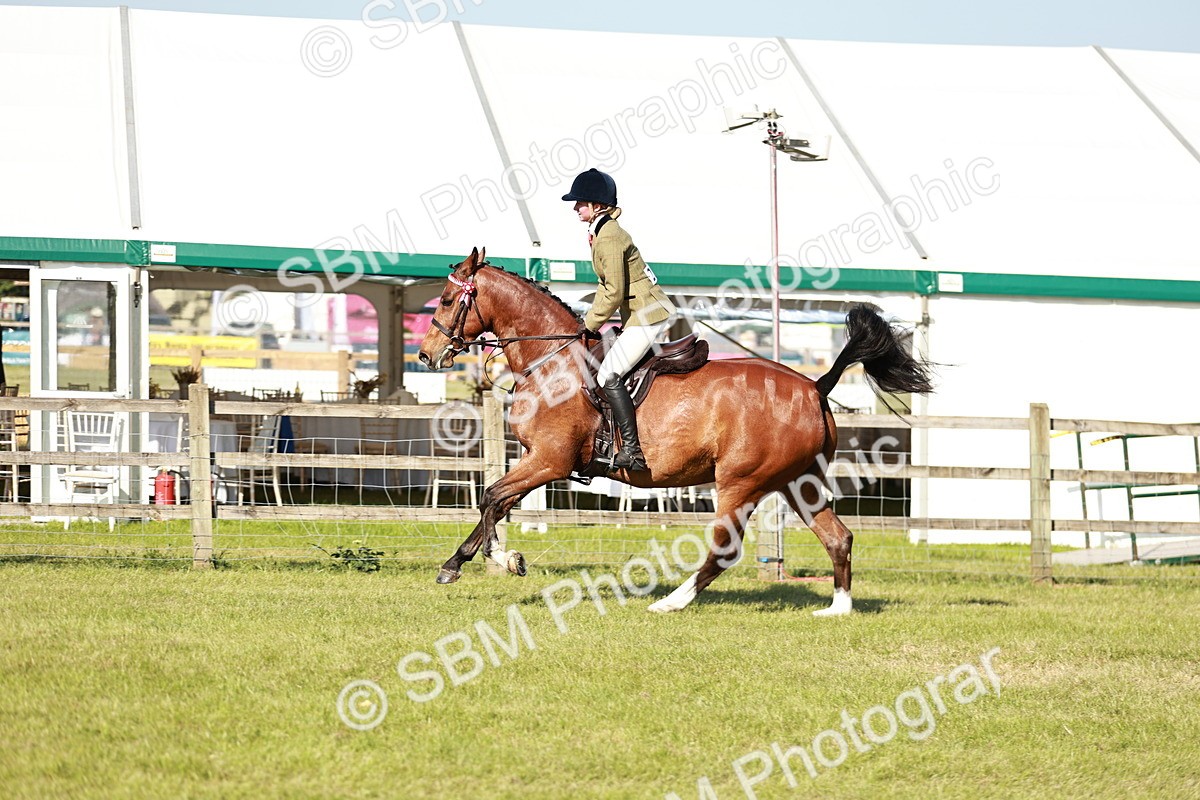 SBM_19260 - Class 115-116 - LIHS BSHA Rising Star Working Hunter & Show Horse