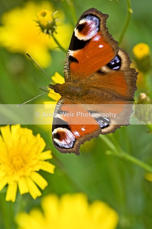 20080825-012 - Butterflies & Moths