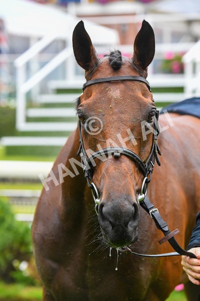140723-Race 4-Andaleep-0435 - Race 4 3.50pm Azets Handicap