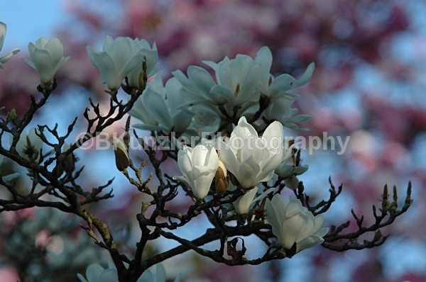  - Golden Gate Park Springtime