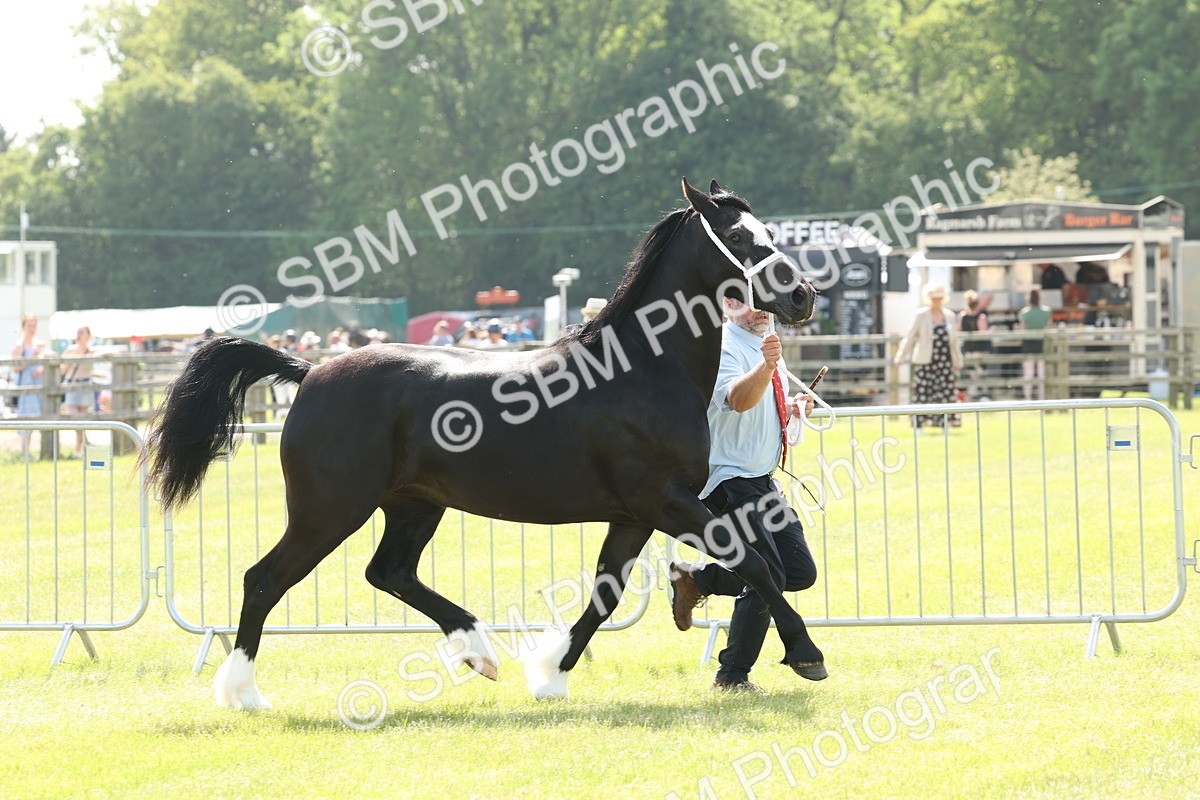 SBM_02232 - Class 6-13 - Mountatin and Moorland In Hand Welsh Breeds
