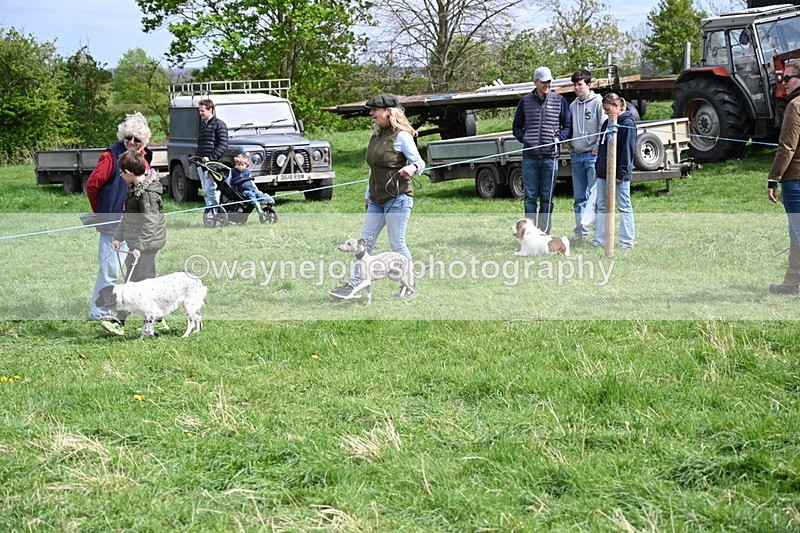 WJ6_8895 - Class 8 Best Working / Gun Dog or Bitch