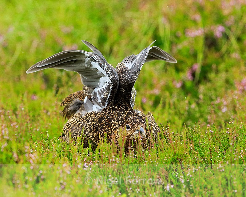 Red Grouse (female) stretching wings, Findhorn Valley - Red Grouse