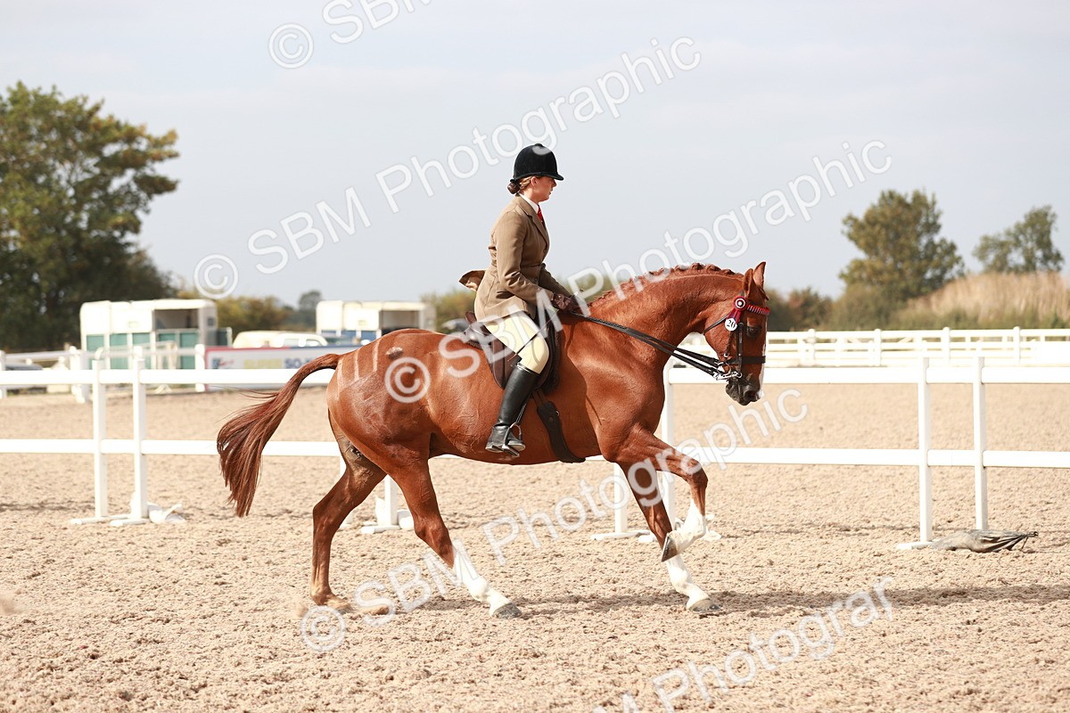 SBM_17484 - Class 215 Ridden Hack/ Riding Horse